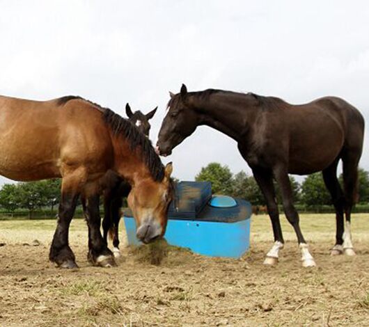 SITECORE-Leading Horses to a More Energy Efficient Drink-General Purpose