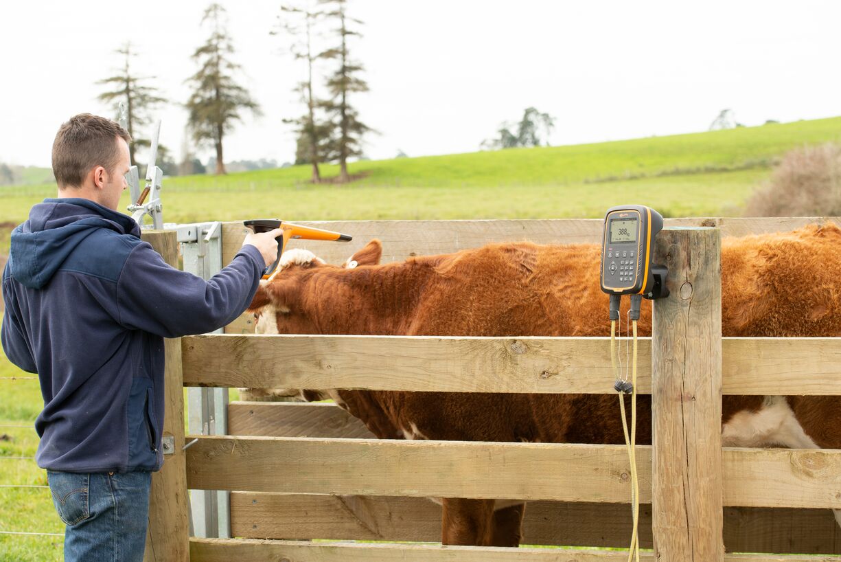 G025 W-1 Cattle Lifestyle HIRES-4865 - Edited-General Purpose W-1 Cattle image