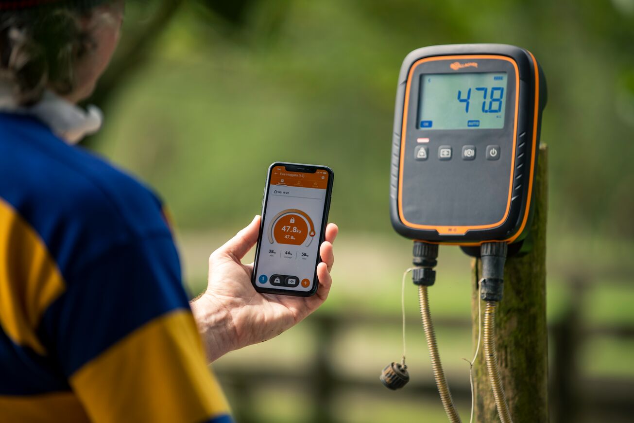 G025 W0 Sheep Prattley HIRES-0242 Edited-General Purpose W0 weigh scale synced to phone