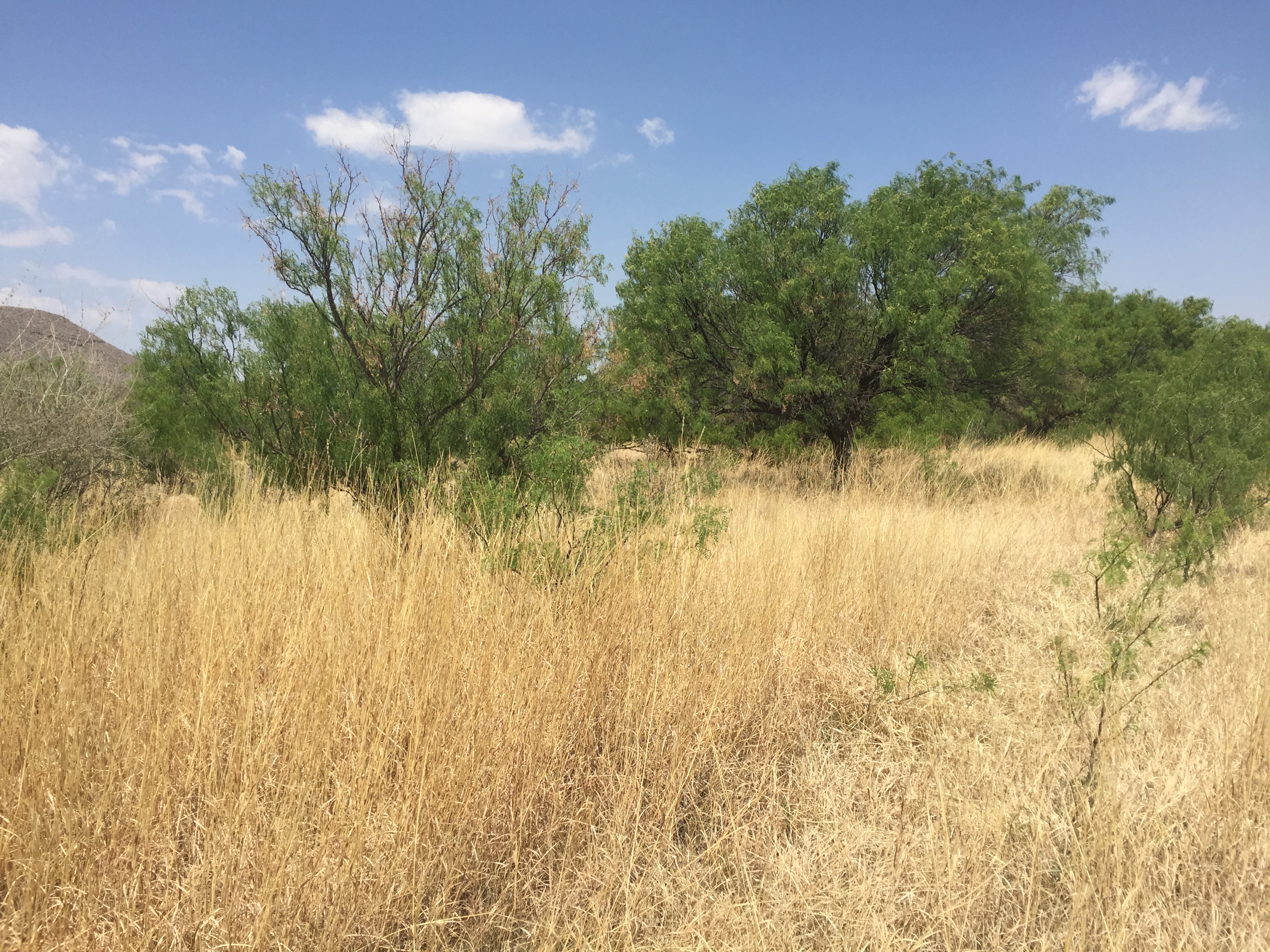 Las Damas Ranch after holistic grazing management