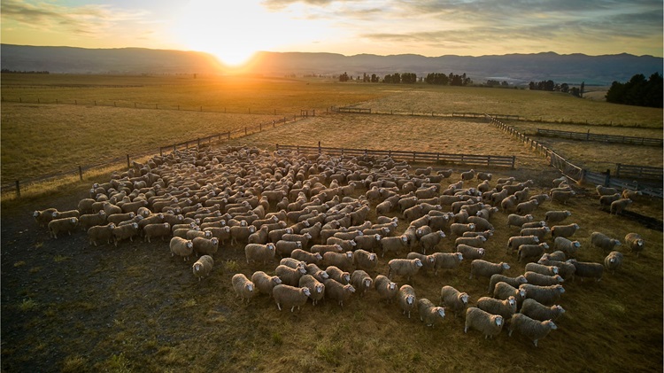 Herd of sheep standing in a paddock at sunset