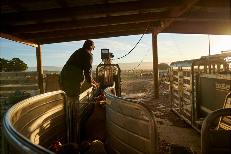 Carey Pawson-Edwards