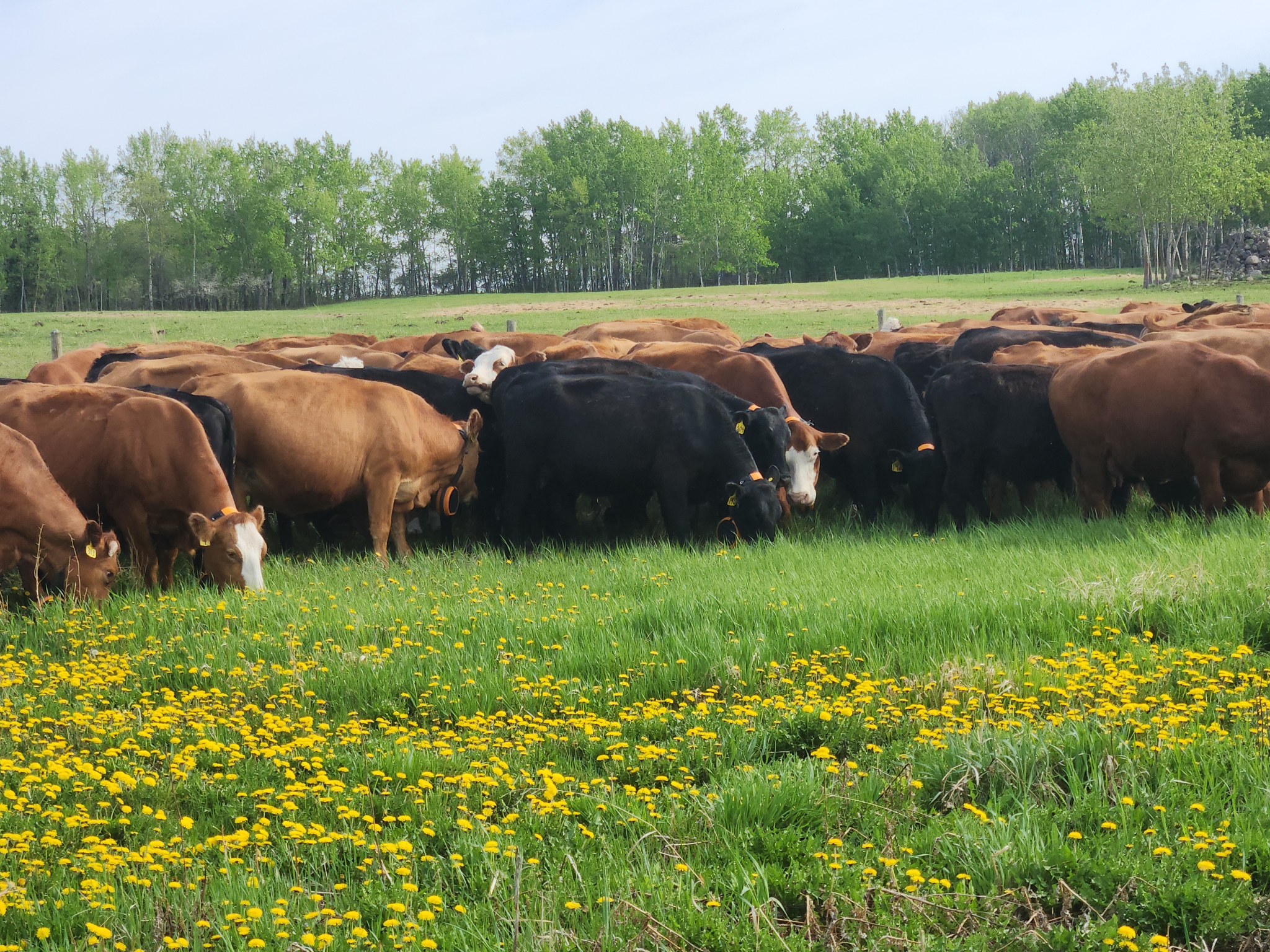 Herd of cows standing in a field