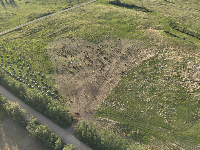 Aerial view of a paddock that has been grazed to form a heart shape
