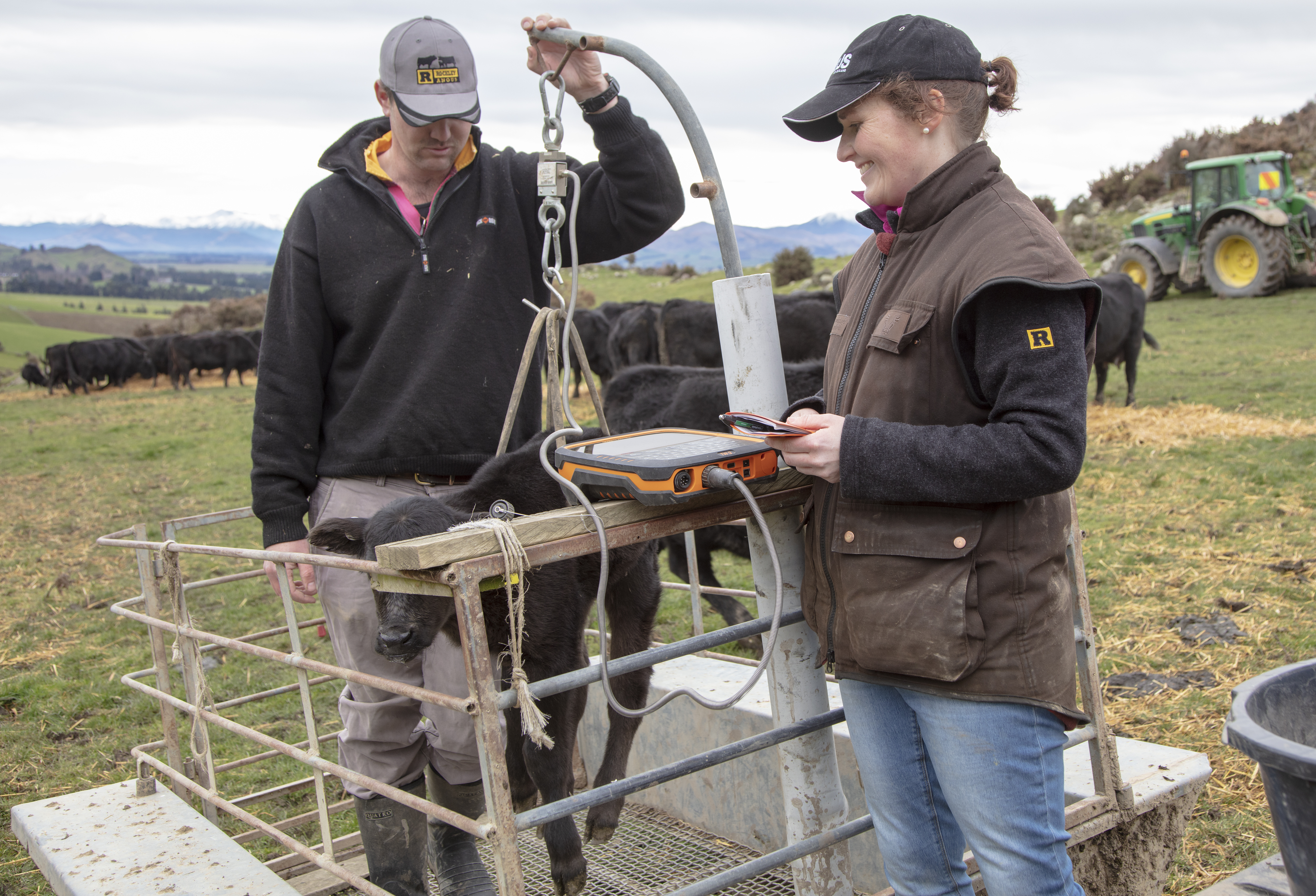 Gallagher HR4 Hand Held EID Tag Reader and TW-3 Weigh Scale Rockley Angus