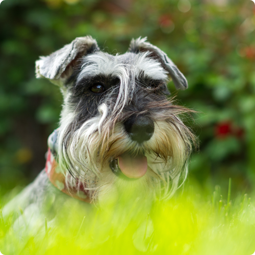 Schnauzer
