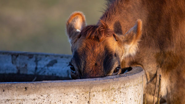 Cow drinking from trough Cow drinking from trough