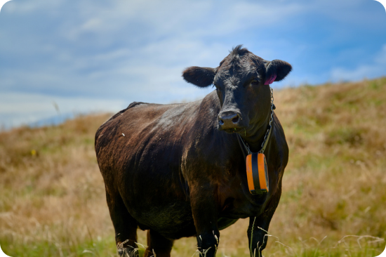Cow standing on a grassy hill with an eShepherd collar on