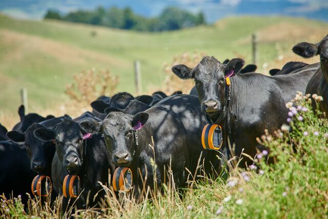 Image of cows in a field wearing the eShepherd neckband