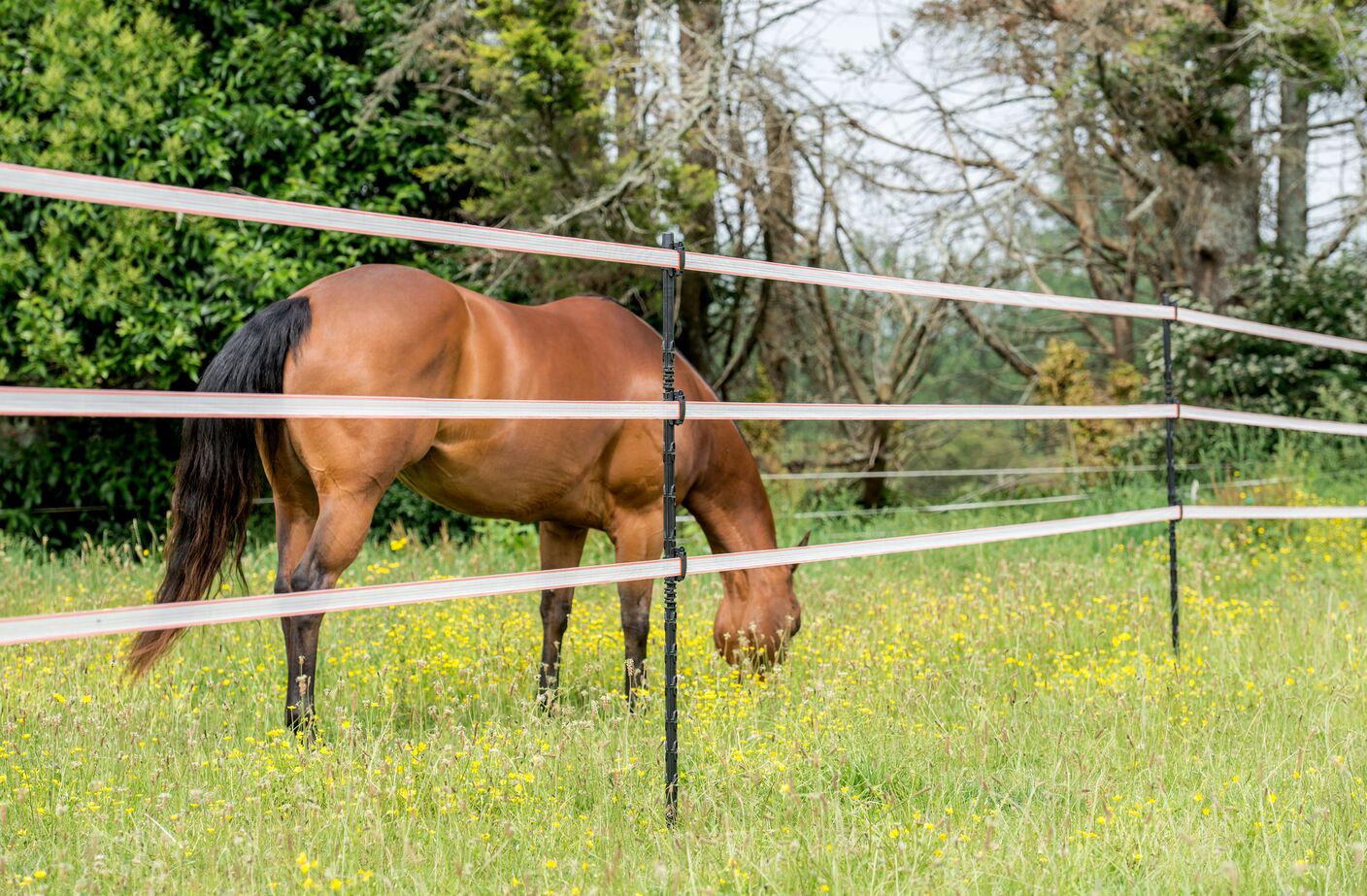 Horse in paddock