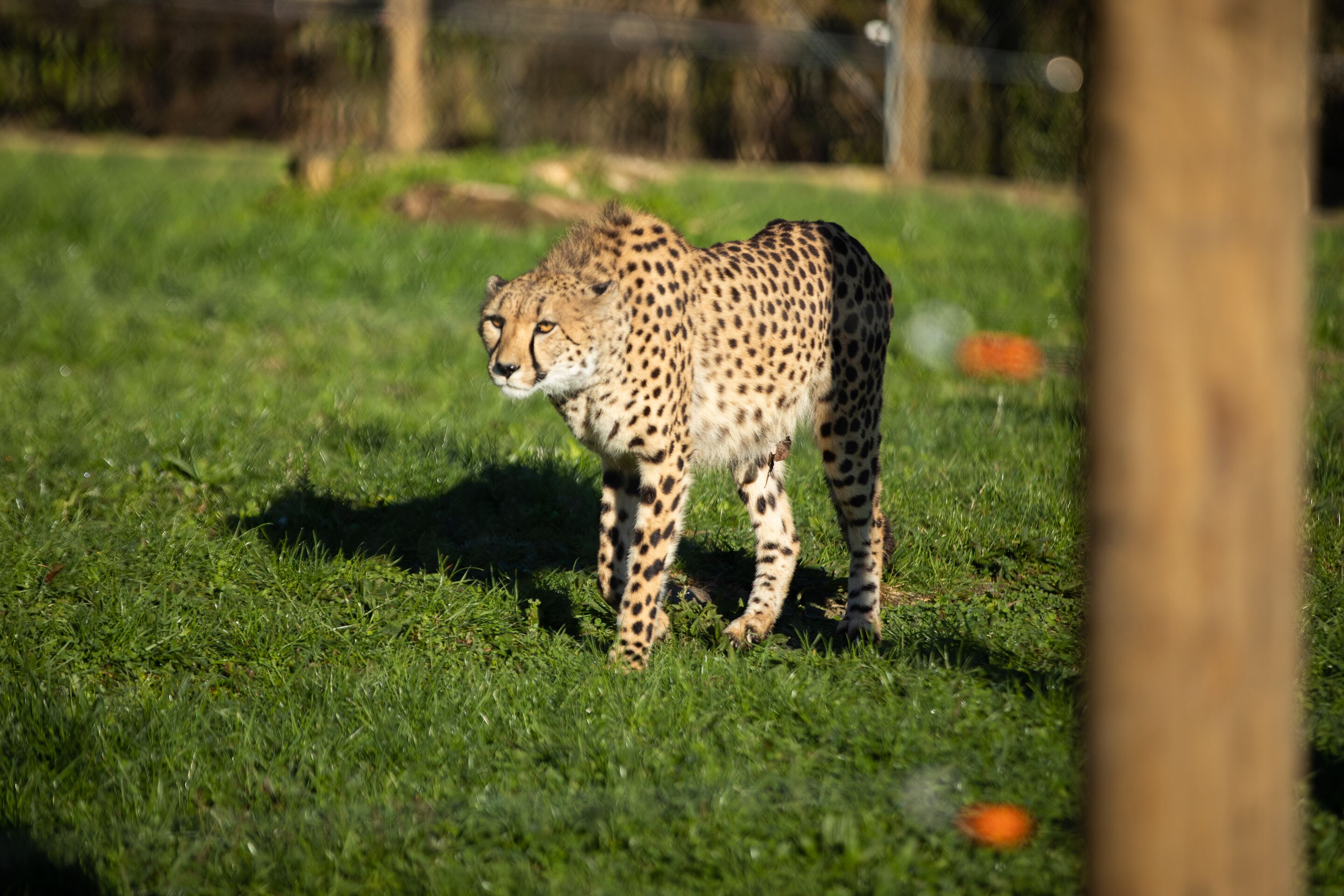 Hamilton Zoo Cheetah