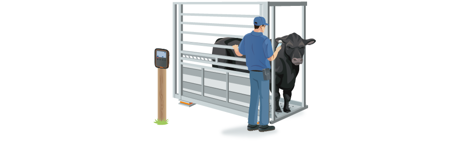 weigh only system weigh only system